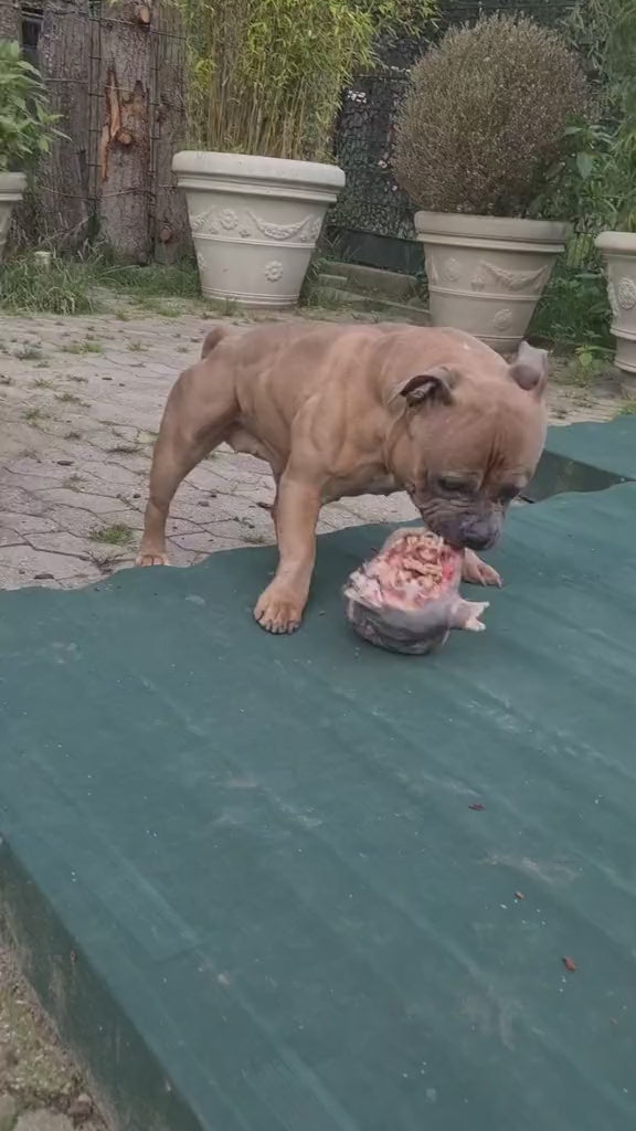 Video laden: 